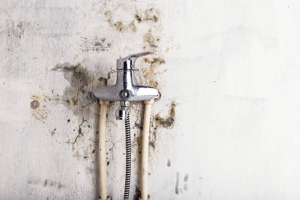 Best Emergency Mold Remediation in Kemp Mill, MD