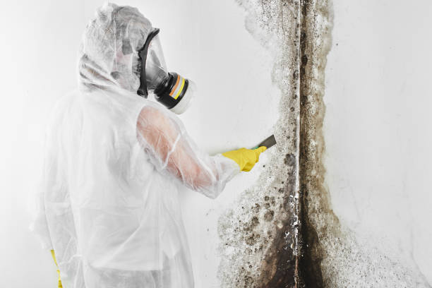 Best Mold Remediation for Specific Building Types in Kemp Mill, MD