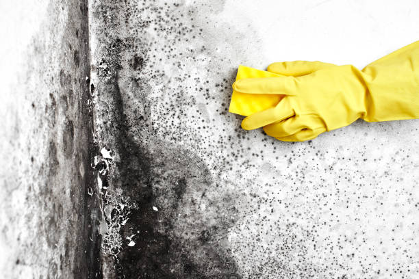Best Black Mold Remediation in Kemp Mill, MD