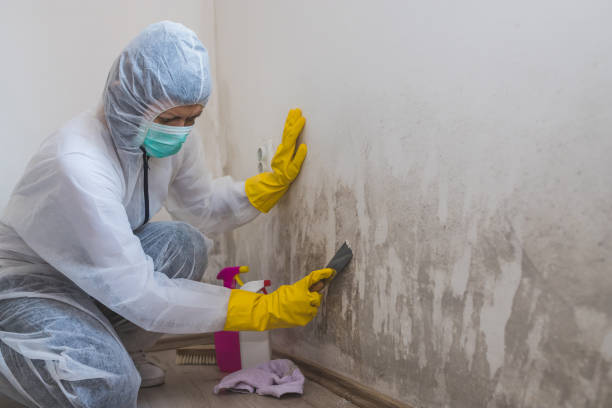 Best White Mold Remediation in Kemp Mill, MD