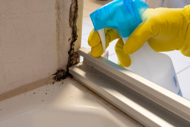 Best Basement Mold Remediation in Kemp Mill, MD