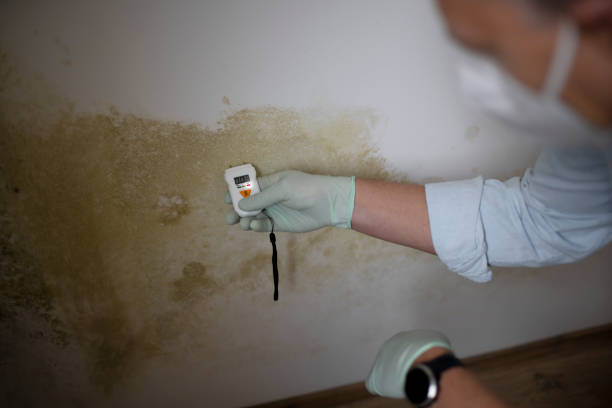 Best Residential Mold Remediation in Kemp Mill, MD