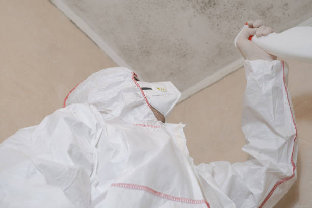 Best DIY Mold Remediation Support Services in Kemp Mill, MD