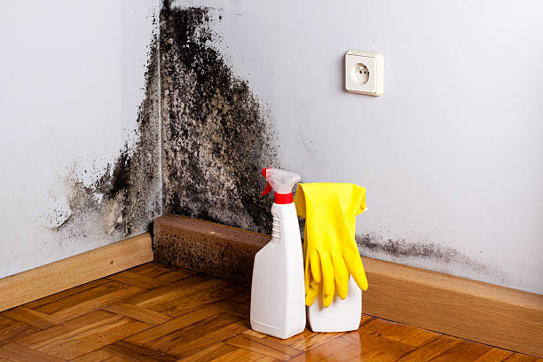 Best DIY Mold Remediation Support Services in Kemp Mill, MD