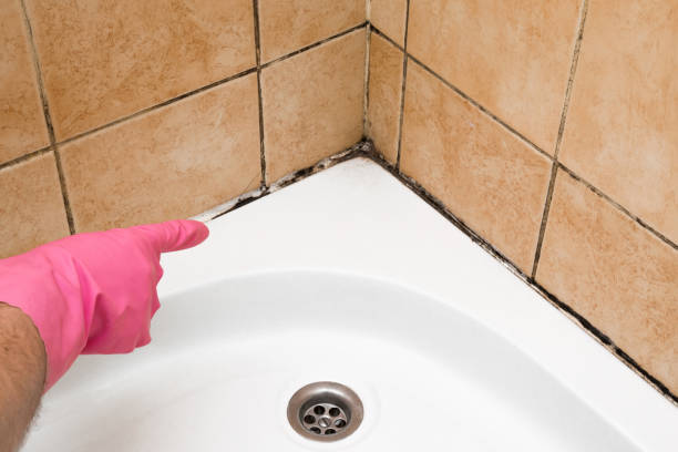Best Bathroom Mold Remediation in Kemp Mill, MD